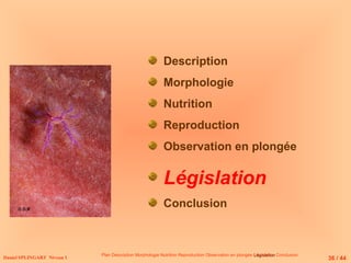Description
Morphologie
Nutrition
Reproduction
Observation en plongée
Législation
Conclusion
Plan Description Morphologie Nutrition Reproduction Observation en plongée Législation
Législation Conclusion
Daniel SPLINGART Niveau 1 36 / 44
© D.R
 