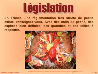 Daniel SPLINGART Niveau 1
Plan Description Morphologie Nutrition Reproduction Observation en plongée Législation
Législation Conclusion
En France, une règlementation très stricte de pêche
existe, renseignez-vous. Avec des mois de pêche, des
espèces bien définies, des quantités et des tailles à
respecter.
37 / 44
© D.R
 