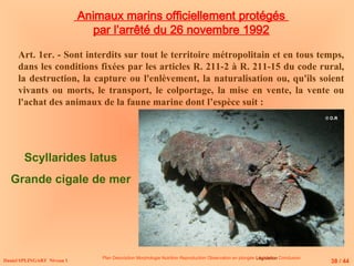 Animaux marins officiellement protégés
par l’arrêté du 26 novembre 1992
Art. 1er. - Sont interdits sur tout le territoire métropolitain et en tous temps,
dans les conditions fixées par les articles R. 211-2 à R. 211-15 du code rural,
la destruction, la capture ou l'enlèvement, la naturalisation ou, qu'ils soient
vivants ou morts, le transport, le colportage, la mise en vente, la vente ou
l'achat des animaux de la faune marine dont l’espèce suit :
Scyllarides latus
Grande cigale de mer
Daniel SPLINGART Niveau 1
Plan Description Morphologie Nutrition Reproduction Observation en plongée Législation
Législation Conclusion
38 / 44
© D.R
 