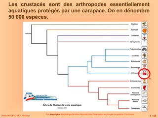 Les crustacés sont des arthropodes essentiellement
aquatiques protégés par une carapace. On en dénombre
50 000 espèces.
Daniel SPLINGART Niveau 1
Plan Description
Description Morphologie Nutrition Reproduction Observation en plongée Législation Conclusion
4 / 44
 