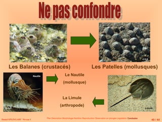 Daniel SPLINGART Niveau 1
Plan Description Morphologie Nutrition Reproduction Observation en plongée Législation Conclusion
Conclusion
Les Balanes (crustacés) Les Patelles (mollusques)
Le Nautile
(mollusque)
Nautile
40 / 44
La Limule
(arthropode)
© D.R
© D.R
Limule
 