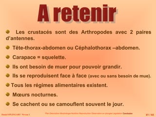 Daniel SPLINGART Niveau 1
Plan Description Morphologie Nutrition Reproduction Observation en plongée Législation Conclusion
Conclusion
Les crustacés sont des Arthropodes avec 2 paires
d’antennes.
Tête-thorax-abdomen ou Céphalothorax –abdomen.
Carapace = squelette.
Ils ont besoin de muer pour pouvoir grandir.
Ils se reproduisent face à face (avec ou sans besoin de mue).
Tous les régimes alimentaires existent.
Mœurs nocturnes.
Se cachent ou se camouflent souvent le jour.
41 / 44
 