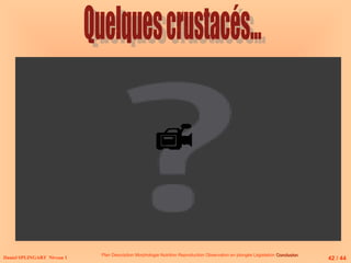 
Daniel SPLINGART Niveau 1
Plan Description Morphologie Nutrition Reproduction Observation en plongée Législation Conclusion
Conclusion
42 / 44
 