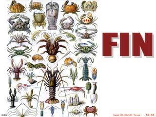 Daniel SPLINGART Niveau 1 44 / 44
© D.R
 