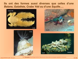 Ils ont des formes aussi diverses que celles d’une
Balane, Galathée, Crabe Yéti ou d’une Squille….
Daniel SPLINGART Niveau 1
Plan Description
Description Morphologie Nutrition Reproduction Observation en plongée Législation Conclusion
Squille
Crabe Yéti
Balane
B. Basquin
5 / 44
Galathée
© D.R
© D.R
© D.R
 