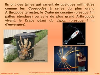Ils ont des tailles qui varient de quelques millimètres
comme les Copépodes à celles du plus grand
Arthropode terrestre, le Crabe de cocotier (presque 1m
pattes étendues) ou celle du plus grand Arthropode
vivant, le Crabe géant du Japon (presque 4 m
d’envergure).
Daniel SPLINGART Niveau 1
Plan Description
Description Morphologie Nutrition Reproduction Observation en plongée Législation Conclusion
Crabe de cocotier
Copépode
6 / 44
© D.R
© D.R
© D.R
 