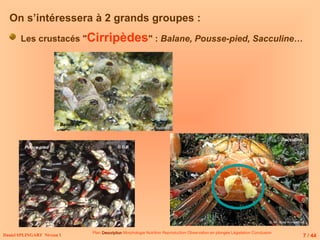 On s’intéressera à 2 grands groupes :
Les crustacés "Cirripèdes" : Balane, Pousse-pied, Sacculine…
Balanes
Daniel SPLINGART Niveau 1
Plan Description
Description Morphologie Nutrition Reproduction Observation en plongée Législation Conclusion
7 / 44
Pouce-pied © D.R
Sacculine
 