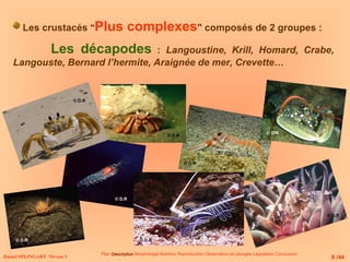 Daniel SPLINGART Niveau 1
Les crustacés "Plus complexes" composés de 2 groupes :
Les décapodes : Langoustine, Krill, Homard, Crabe,
Langouste, Bernard l’hermite, Araignée de mer, Crevette…
Plan Description
Description Morphologie Nutrition Reproduction Observation en plongée Législation Conclusion
8 /44
© D.R
© D.R
© D.R
© D.R
© D.R
© D.R
© D.R
© D.R
 