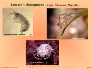 Daniel SPLINGART Niveau 1
Les non décapodes : Ligie, Gammare, Caprelle…
Plan Description
Description Morphologie Nutrition Reproduction Observation en plongée Législation Conclusion
Gammare ou crevette d'eau douce
Ligie ou poux de mer
Caprelle
9 / 44
© D.R
© D.R
 