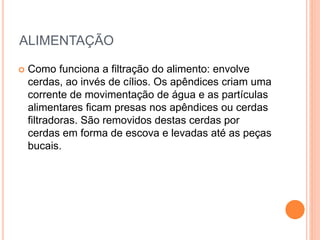 ALIMENTAÇÃO
 Como funciona a filtração do alimento: envolve
cerdas, ao invés de cílios. Os apêndices criam uma
corrente de movimentação de água e as partículas
alimentares ficam presas nos apêndices ou cerdas
filtradoras. São removidos destas cerdas por
cerdas em forma de escova e levadas até as peças
bucais.
 