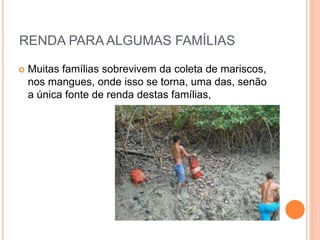 RENDA PARA ALGUMAS FAMÍLIAS
 Muitas famílias sobrevivem da coleta de mariscos,
nos mangues, onde isso se torna, uma das, senão
a única fonte de renda destas famílias,
 