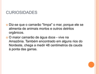 CURIOSIDADES
 Diz-se que o camarão "limpa" o mar, porque ele se
alimenta de animais mortos e outros detritos
orgânicos.
 O maior camarão de água doce - vive na
Amazônia. Também encontrado em alguns rios do
Nordeste, chega a medir 48 centímetros da cauda
à ponta das garras.
 
