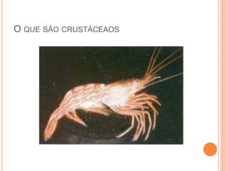 O QUE SÃO CRUSTÁCEAOS
 