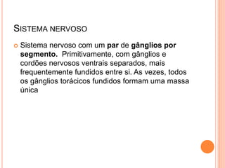 SISTEMA NERVOSO
 Sistema nervoso com um par de gânglios por
segmento. Primitivamente, com gânglios e
cordões nervosos ventrais separados, mais
frequentemente fundidos entre si. As vezes, todos
os gânglios torácicos fundidos formam uma massa
única
 