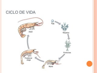 CICLO DE VIDA
 