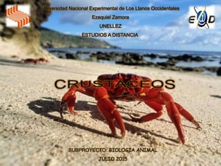 Universidad Nacional Experimental de Los Llanos Occidentales
Ezequiel Zamora
UNELLEZ
ESTUDIOS A DISTANCIA
SUBPROYECTO: BIOLOGIA ANIMAL
JULIO 2015
 