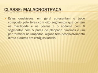 CLASSE: MALACROSTRACA.
   Estes crustáceos, em geral apresentam o troco
    composto pelo tórax com oito segmentos que contem
    os maxilipede e as pernas e o abdome com 6
    segmentos com 5 pares de pleopodo birremes e um
    par terminal os uropodos. Alguns tem desenvolvimento
    direto e outros em estágios larvais.
 