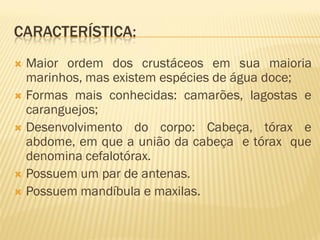 CARACTERÍSTICA:
 Maior ordem dos crustáceos em sua maioria
  marinhos, mas existem espécies de água doce;
 Formas mais conhecidas: camarões, lagostas e
  caranguejos;
 Desenvolvimento do corpo: Cabeça, tórax e
  abdome, em que a união da cabeça e tórax que
  denomina cefalotórax.
 Possuem um par de antenas.
 Possuem mandíbula e maxilas.
 