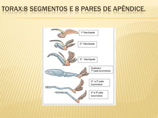 TORAX:8 SEGMENTOS E 8 PARES DE APÊNDICE.
 
