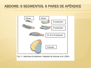 ABDOME: 6 SEGMENTOS, 6 PARES DE APÊNDICE
 
