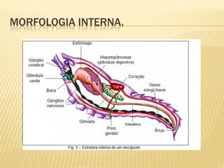 MORFOLOGIA INTERNA.
 
