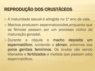 REPRODUÇÃO DOS CRUSTÁCEOS

 A maturidade sexual é atingida no 1º ano de vida.
 Machos produzem espermatozoides,enquanto que
  as fêmeas passam por um processo cíclico de
  maturação gonadal.
 Durante a cópula o macho deposita um
  espermatóforo, contendo o sêmen, próximos aos
  poros genitais femininos. Os óvulos vão sendo
  liberados e fertilizados a medida que passam pelo
  espermatóforo.
 