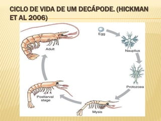 CICLO DE VIDA DE UM DECÁPODE. (HICKMAN
ET AL 2006)
 