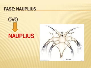 FASE: NAUPLIUS

 OVO

 NAUPLIUS
 