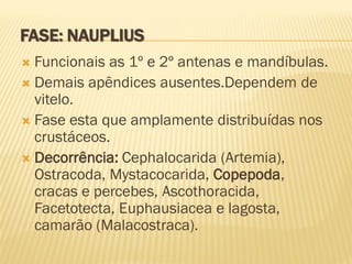 FASE: NAUPLIUS
 Funcionais as 1º e 2º antenas e mandíbulas.
 Demais apêndices ausentes.Dependem de
  vitelo.
 Fase esta que amplamente distribuídas nos
  crustáceos.
 Decorrência: Cephalocarida (Artemia),
  Ostracoda, Mystacocarida, Copepoda,
  cracas e percebes, Ascothoracida,
  Facetotecta, Euphausiacea e lagosta,
  camarão (Malacostraca).
 