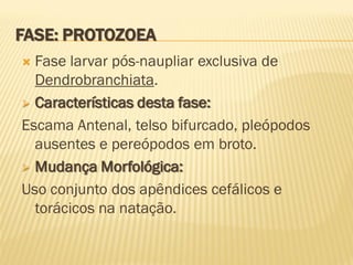 FASE: PROTOZOEA
 Fase larvar pós-naupliar exclusiva de
  Dendrobranchiata.
 Características desta fase:

Escama Antenal, telso bifurcado, pleópodos
  ausentes e pereópodos em broto.
 Mudança Morfológica:

Uso conjunto dos apêndices cefálicos e
  torácicos na natação.
 