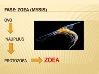 FASE: ZOEA (MYSIS)

OVO



NAUPLIUS



PROTOZOEA       ZOEA
 