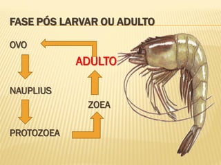 FASE PÓS LARVAR OU ADULTO

OVO
            ADULTO

NAUPLIUS
             ZOEA

PROTOZOEA
 