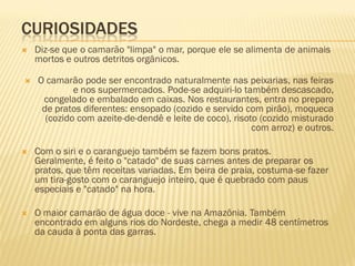 CURIOSIDADES
   Diz-se que o camarão "limpa" o mar, porque ele se alimenta de animais
    mortos e outros detritos orgânicos.

   O camarão pode ser encontrado naturalmente nas peixarias, nas feiras
             e nos supermercados. Pode-se adquiri-lo também descascado,
     congelado e embalado em caixas. Nos restaurantes, entra no preparo
     de pratos diferentes: ensopado (cozido e servido com pirão), moqueca
      (cozido com azeite-de-dendê e leite de coco), risoto (cozido misturado
                                                         com arroz) e outros.

   Com o siri e o caranguejo também se fazem bons pratos.
    Geralmente, é feito o "catado" de suas carnes antes de preparar os
    pratos, que têm receitas variadas. Em beira de praia, costuma-se fazer
    um tira-gosto com o caranguejo inteiro, que é quebrado com paus
    especiais e "catado" na hora.

   O maior camarão de água doce - vive na Amazônia. Também
    encontrado em alguns rios do Nordeste, chega a medir 48 centímetros
    da cauda à ponta das garras.
 