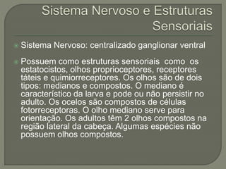  Sistema Nervoso: centralizado ganglionar ventral
 Possuem como estruturas sensoriais como os
estatocistos, olhos proprioceptores, receptores
táteis e quimiorreceptores. Os olhos são de dois
tipos: medianos e compostos. O mediano é
característico da larva e pode ou não persistir no
adulto. Os ocelos são compostos de células
fotorreceptoras. O olho mediano serve para
orientação. Os adultos têm 2 olhos compostos na
região lateral da cabeça. Algumas espécies não
possuem olhos compostos.
 