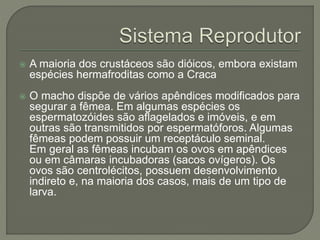  A maioria dos crustáceos são dióicos, embora existam
espécies hermafroditas como a Craca
 O macho dispõe de vários apêndices modificados para
segurar a fêmea. Em algumas espécies os
espermatozóides são aflagelados e imóveis, e em
outras são transmitidos por espermatóforos. Algumas
fêmeas podem possuir um receptáculo seminal.
Em geral as fêmeas incubam os ovos em apêndices
ou em câmaras incubadoras (sacos ovígeros). Os
ovos são centrolécitos, possuem desenvolvimento
indireto e, na maioria dos casos, mais de um tipo de
larva.
 