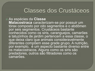  As espécies da Classe
Malacostraca caracterizam-se por possuir um
tórax composto por oito segmentos e o abdômen
por seis segmentos. Crustáceos bastante
conhecidos como os siris, caranguejos, camarões
e tatuzinhos de jardim pertencem a essa classe, o
que deixa claro que animais consideravelmente
diferentes compõem esse grade grupo. A nutrição,
por exemplo, é um aspecto bastante diverso entre
os malacostracos. Alguns como os siris são
predadores, outros são filtradores como os
camarões.
 