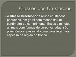  A Classe Brachiopoda reúne crustáceos
pequenos, em geral com menos de um
centímetro de comprimento. Esses diminutos
animais com formas de corpo variadas, são
planctônicos, possuindo uma carapaça mais
espessa na região do tronco.
 
