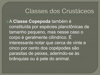 A Classe Copepoda também é
constituída por espécies planctônicas de
tamanho pequeno, mas nesse caso o
corpo é geralmente cilíndrico. É
interessante notar que cerca de vinte e
cinco por cento dos copépodes são
parasitas de peixes, aderindo-se às
brânquias ou à pele do animal.
 