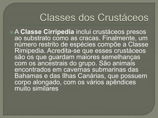  A Classe Cirripedia inclui crustáceos presos
ao substrato como as cracas. Finalmente, um
número restrito de espécies compõe a Classe
Rimipedia. Acredita-se que esses crustáceos
são os que guardam maiores semelhanças
com os ancestrais do grupo. São animais
encontrados em cavernas submarinas das
Bahamas e das Ilhas Canárias, que possuem
corpo alongado, com os vários apêndices
muito similares
 