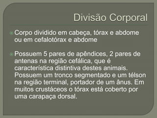  Corpo dividido em cabeça, tórax e abdome
ou em cefalotórax e abdome
 Possuem 5 pares de apêndices, 2 pares de
antenas na região cefálica, que é
característica distintiva destes animais.
Possuem um tronco segmentado e um télson
na região terminal, portador de um ânus. Em
muitos crustáceos o tórax está coberto por
uma carapaça dorsal.
 