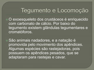  O exoesqueleto dos crustáceos é enriquecido
com carbonato de cálcio. Por baixo do
tegumento existem glândulas tegumentares e
cromatóforos.
 São animais nadadores, e a natação é
promovida pelo movimento dos apêndices.
Algumas espécies são rastejadoras, pois
possuem os apêndices pesados, que se
adaptaram para rastejas e cavar.
 