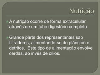 A nutrição ocorre de forma extracelular
através de um tubo digestório completo
Grande parte dos representantes são
filtradores, alimentando-se de plâncton e
detritos. Este tipo de alimentação envolve
cerdas, ao invés de cílios.
 