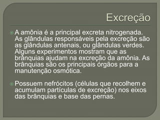  A amônia é a principal excreta nitrogenada.
As glândulas responsáveis pela excreção são
as glândulas antenais, ou glândulas verdes.
Alguns experimentos mostram que as
brânquias ajudam na excreção da amônia. As
brânquias são os principais órgãos para a
manutenção osmótica.
 Possuem nefrócitos (células que recolhem e
acumulam partículas de excreção) nos eixos
das brânquias e base das pernas.
 