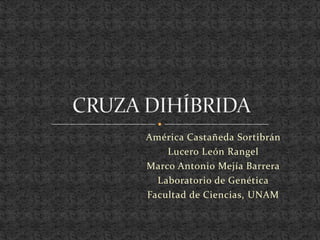 América Castañeda Sortibrán Lucero León Rangel Marco Antonio Mejía Barrera Laboratorio de Genética Facultad de Ciencias, UNAM CRUZA DIHÍBRIDA 