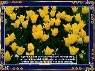 Agora é a vez de visitarmos São Petersburgo, a capital imperial da Rússia, um espetáculo de cidade tomada por tulipas nos seus jardins... 