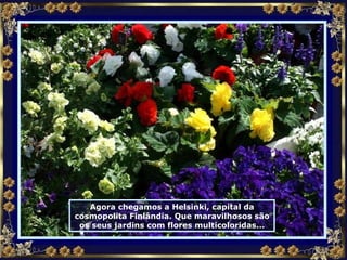 Agora chegamos a Helsinki, capital da cosmopolita Finlândia. Que maravilhosos são os seus jardins com flores multicoloridas... 