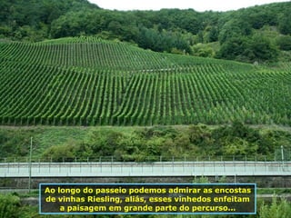 Ao longo do passeio podemos admirar as encostas de vinhas Riesling, aliás, esses vinhedos enfeitam a paisagem em grande parte do percurso... 