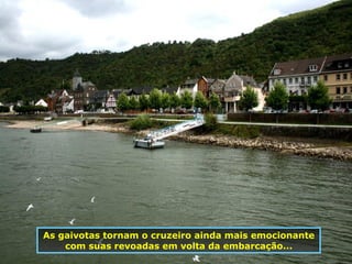 As gaivotas tornam o cruzeiro ainda mais emocionante com suas revoadas em volta da embarcação... 
