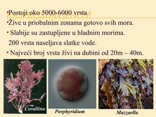 Crvene alge-Rodophyta