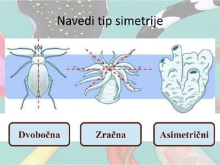 Navedi tip simetrije
Dvobočna Zračna Asimetrični
 
